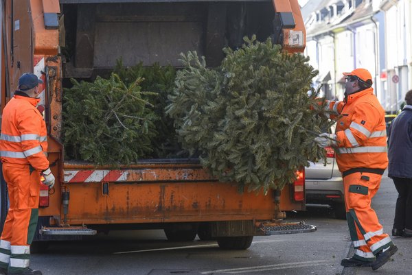 Müllwerker der AWG laden Tannenbäume in ein Müllauto.