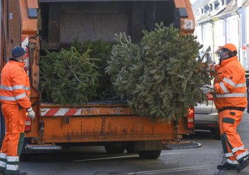 Die Weihnachtsbaum-Abholung durch die AWG. In diesem Jahr kamen fast 60.000 Bäume zusammen.